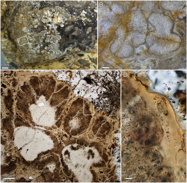 Древнейшая водоросль Ramathallus lobatus Древнейшая водоросль Ramathallus lobatus