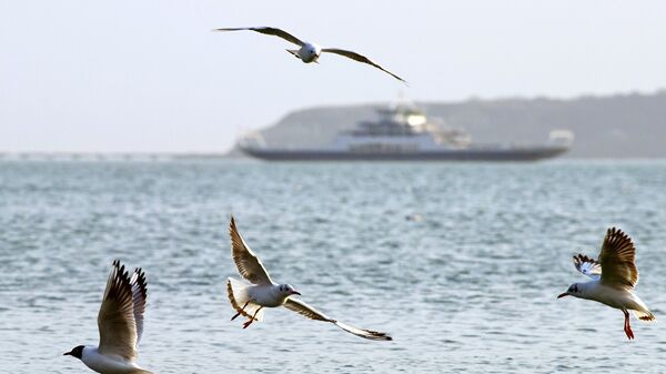 Чайки в Керченском проливе