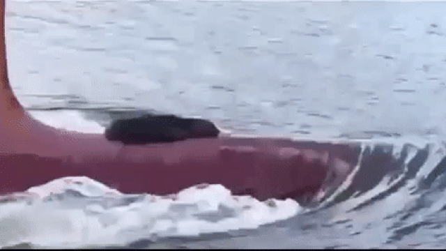 В Австралии тюлень забрался на нос корабля