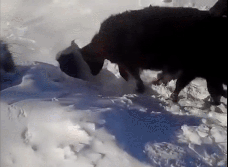 В Казахстане коровы исчезли под снегом. Скриншот видео