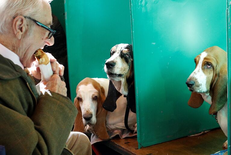 На выставке собак Crufts в Бирмингеме