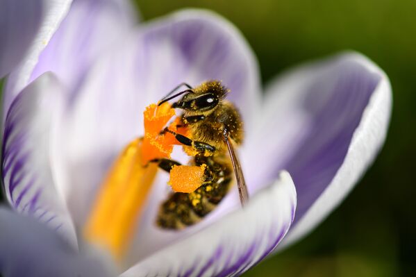 Пчела внутри цветка, Германия