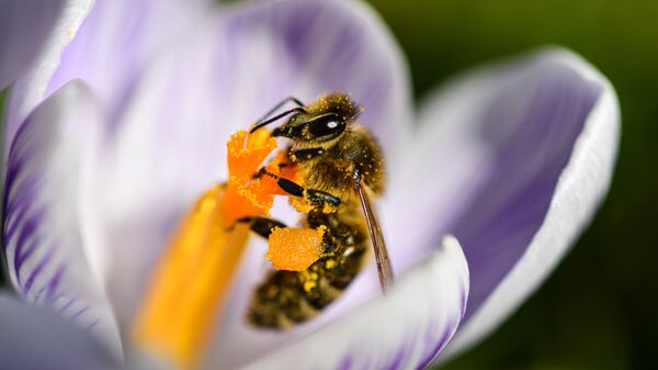 Пчелы-фуражиры носят пищу в улей порция за порцией