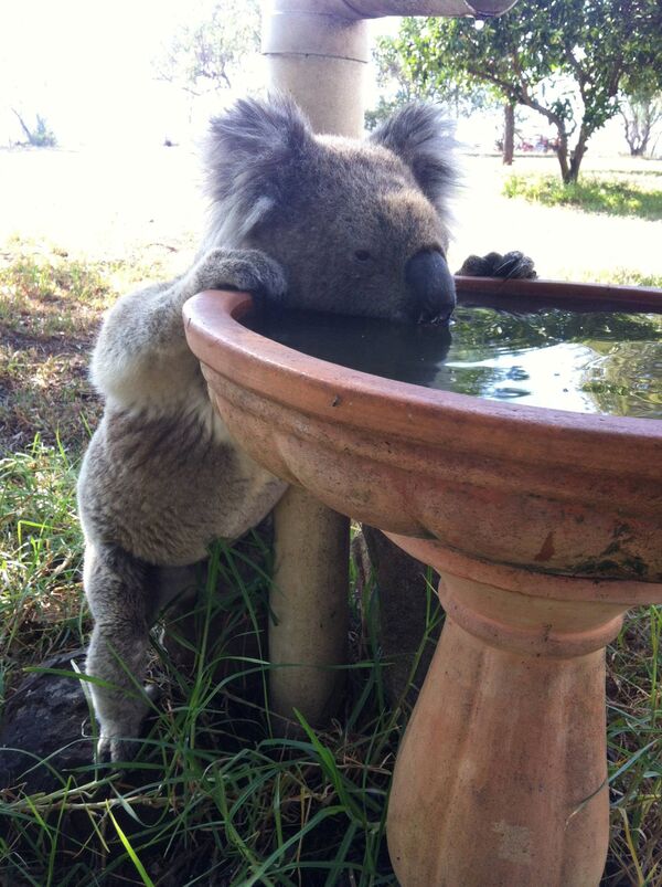 Коала пьет из птичьей ванны в Гуннеде, Австралия