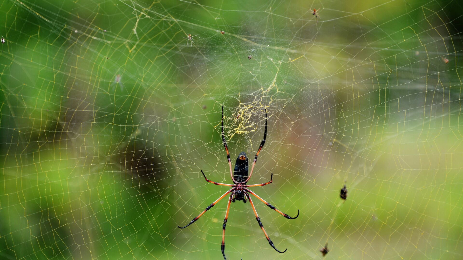 Пальмовый паук на острове Ла Диг, Сейшельские острова - РИА Новости, 1920, 16.06.2021