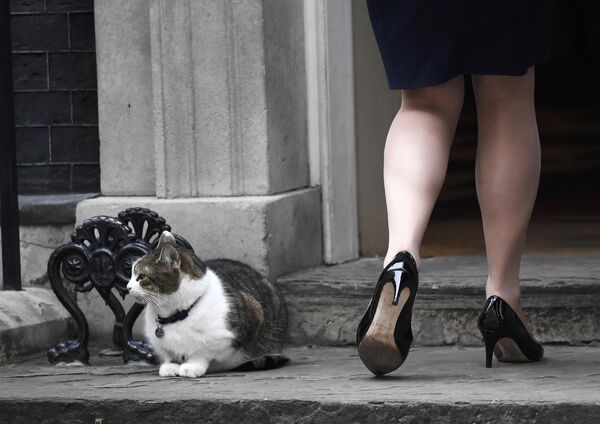 Министр юстиции Великобритании Лиз Трасс проходит мимо кошки Ларри
