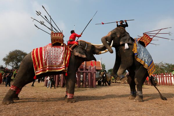 Во время национального праздника слонов Таиланда в древнем городе Аюттхая