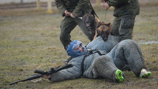 Отработка задержания вооруженных бандитов патрульно-розыскной собакой Росгвардии