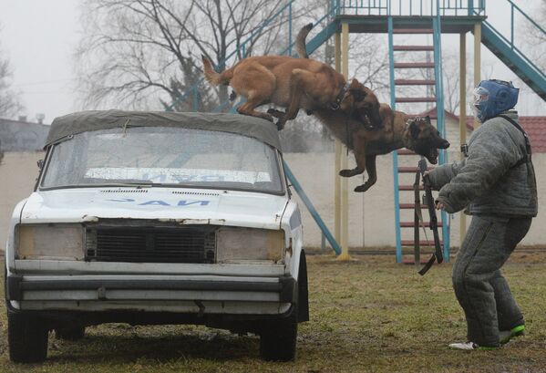Отработка задержания вооруженных бандитов патрульно-розыскной собакой Росгвардии