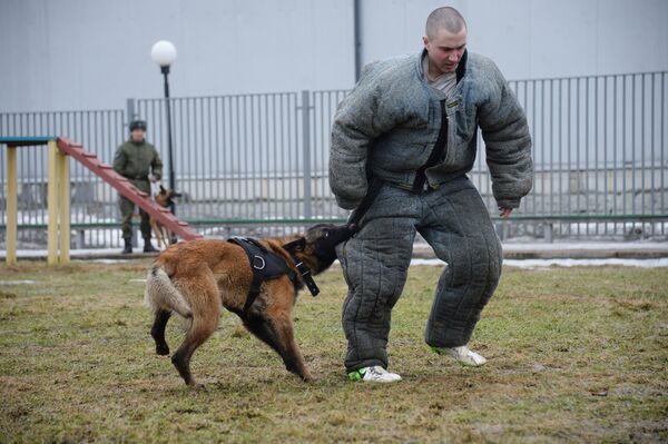 Отработка задержания бандита патрульно-розыскной собакой Росгвардии