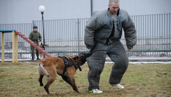 Отработка задержания бандита патрульно-розыскной собакой Росгвардии