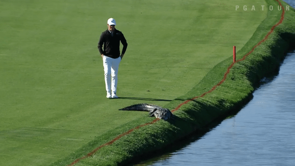 Американский гольфист столкнул аллигатора с поля во время турнира
