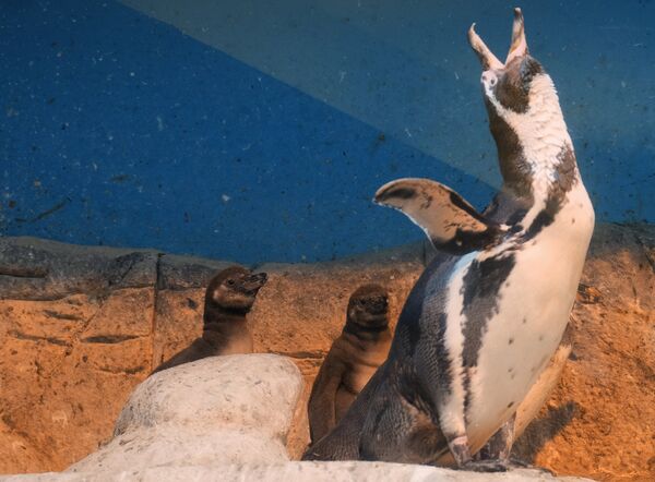 Пингвин Гумбольдта с птенцами в Московском зоопарке
