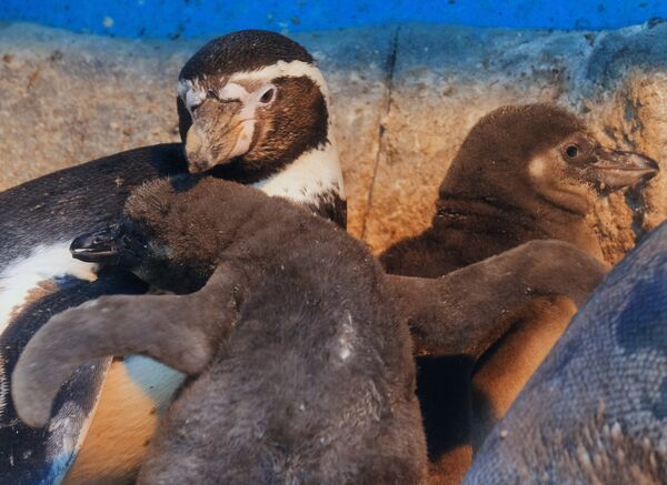 Пингвин Гумбольдта с птенцами в Московском зоопарке