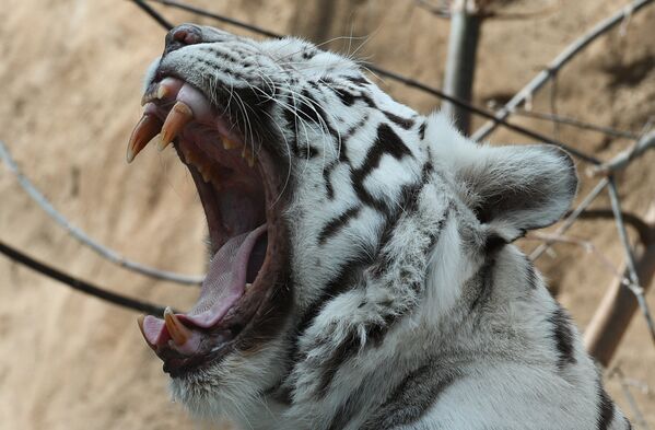 Бенгальский тигр белого окраса в Московском зоопарке