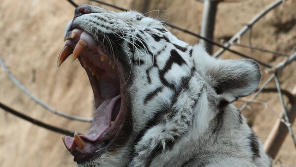 Бенгальский тигр белого окраса в Московском зоопарке. Архивное фото