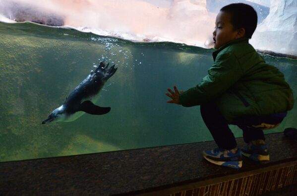 Ребенок наблюдает, как пингвин Гумбольдта плаваетпод водой в вольере в Московском зоопарке