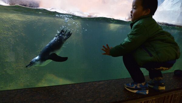 Ребенок наблюдает, как пингвин Гумбольдта плаваетпод водой в вольере в Московском зоопарке