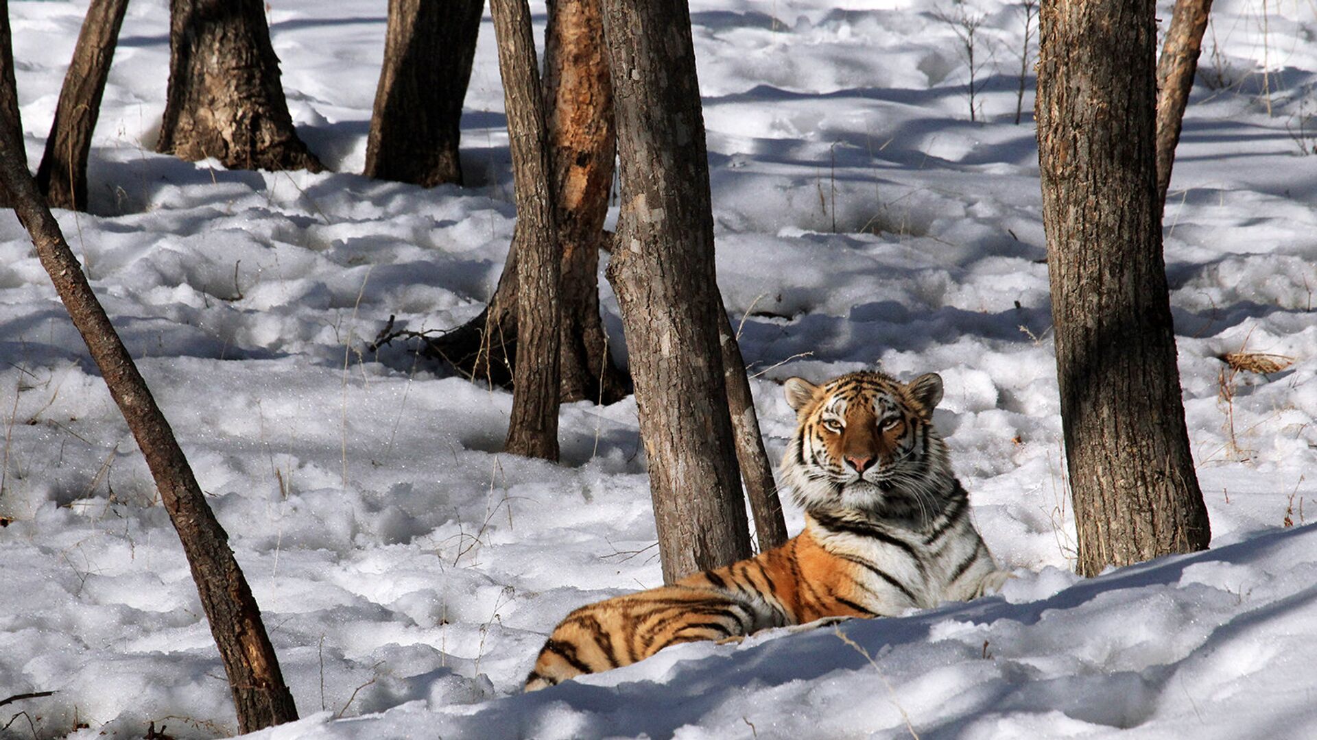 Тигрица в Лазовском заповеднике вырастила большой выводок тигрят - РИА Новости, 1920, 08.02.2021