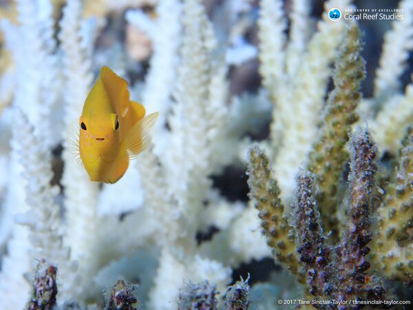 Рыба плавает возле здорового коралла Большого Барьерного рифа
