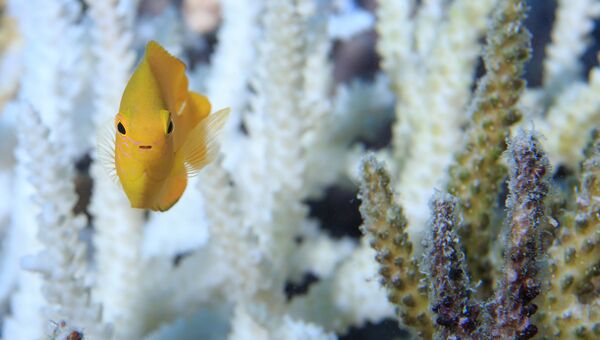 Рыба плавает возле здорового коралла Большого Барьерного рифа