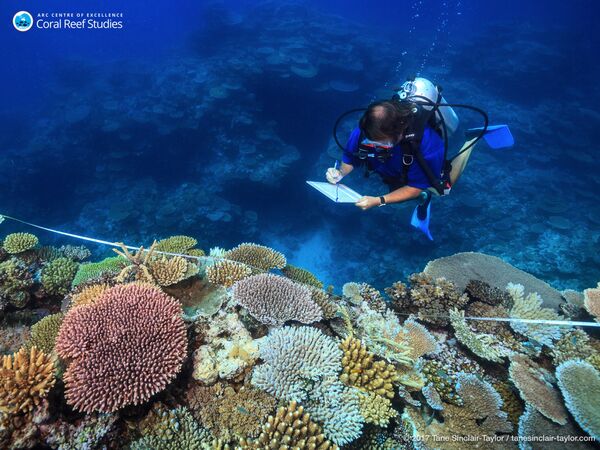 Ученый Эндрю Бейрд изучает здоровые кораллы на Большом барьерном рифе в Австралии