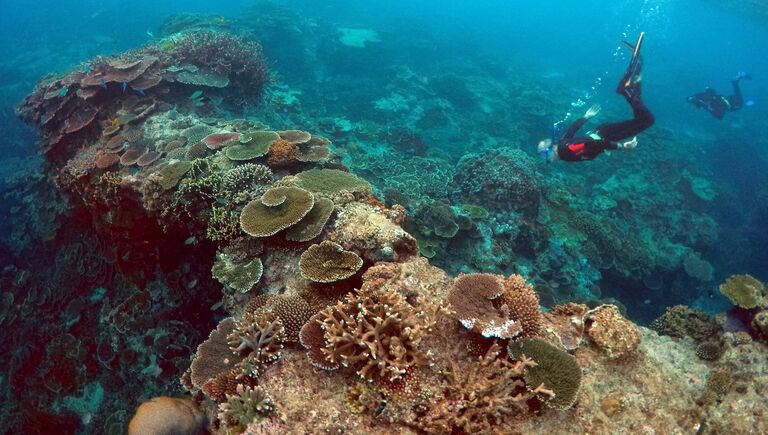 Питер Гаш, владелец и управляющий Lady Elliot Island Eco Resort, во время осмотра Большого Барьерного рифа