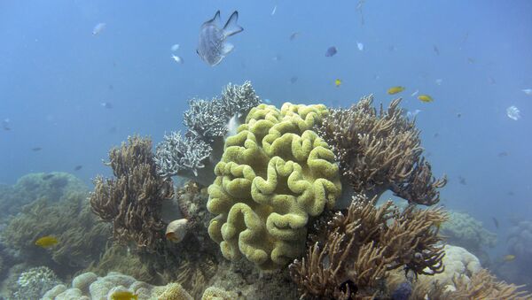 Рыбы плавают в кораллах Большого Барьерного рифа в Австралии