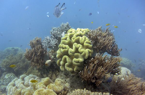 Рыбы плавают в кораллах Большого Барьерного рифа в Австралии