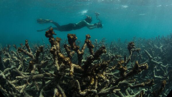 Подводный фотограф на Большом Барьерном рифе в Австралии