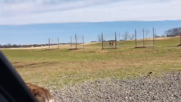 Голодная лама довела до истерики ребенка в сафари-парке в Теннеси