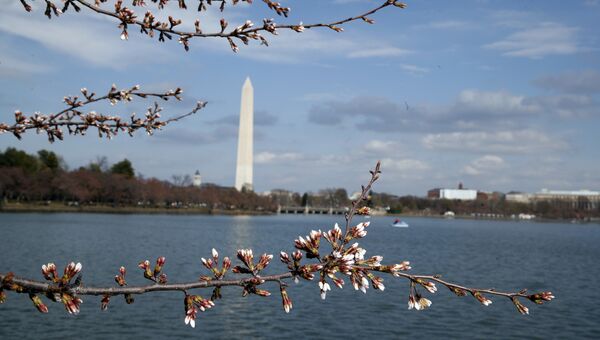 Цветение сакуры в Вашингтоне
