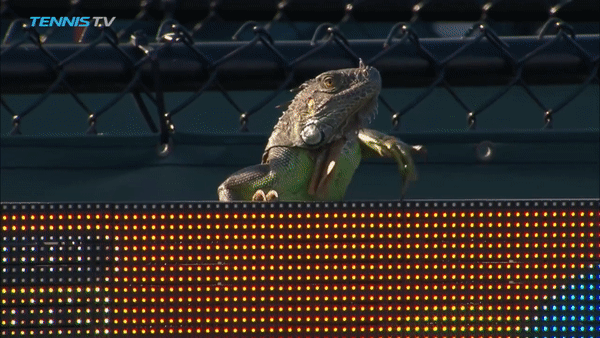 Теннисный матч турнира в Майами прервали из-за выбежавшей на корт ящерицы