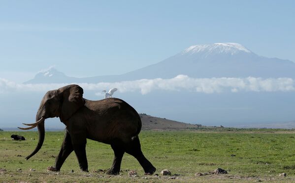 Слон в национальном парке Амбосели