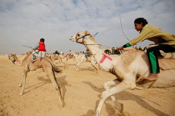 Гонки на верблюдах в Египете