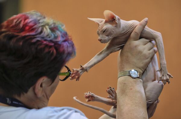 Кошка породы Сфинкс на Международной выставке кошек в Бухаресте, Румыния