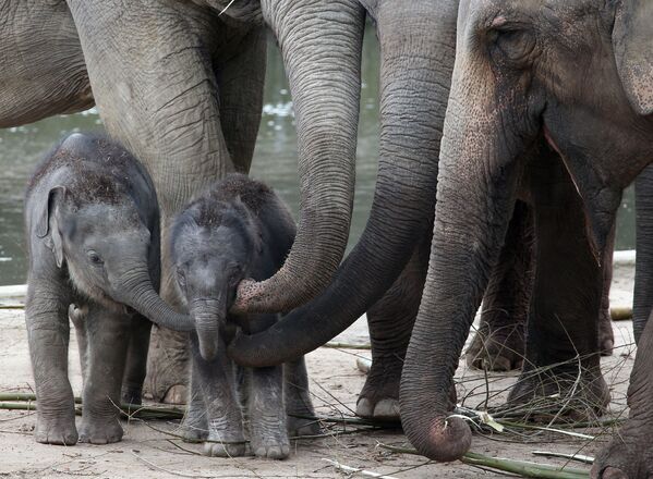 Семейство слонов в зоопарке Кельна, Германия