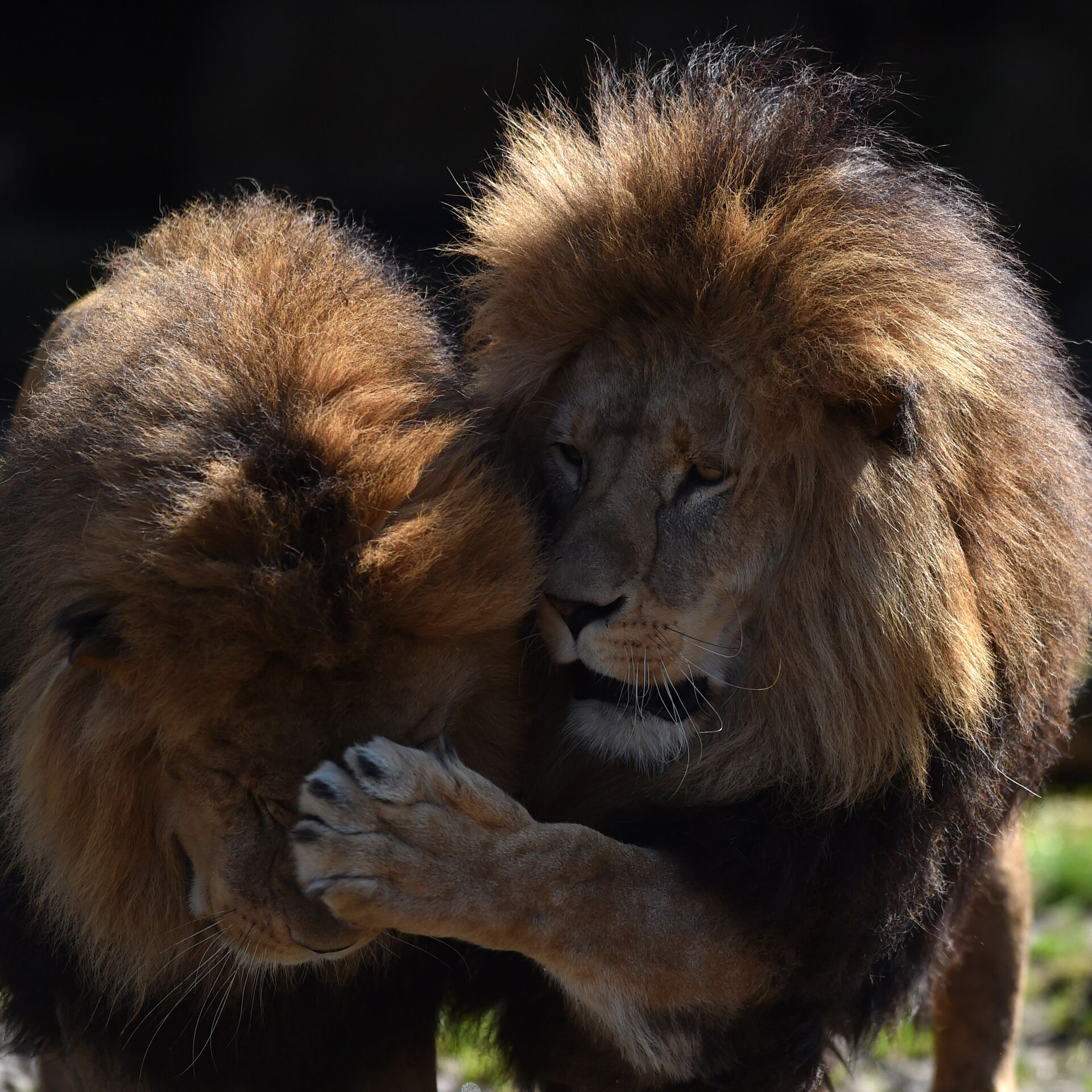 Интересные картинки. Львы братья. Интересные снимки животных. Самые интересные животные. Лев в мире животных.
