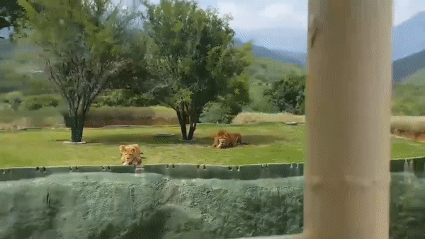 Неуклюжая львица в мексиканском сафари-парке рассмешила туристов