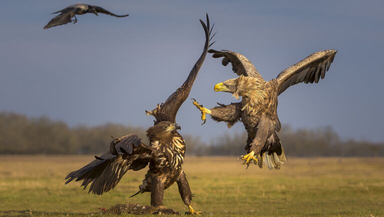 Работа фотографа из Кувейта Мохаммеда Хуршида A Fight for Survival для конкурса фотографии HIPA