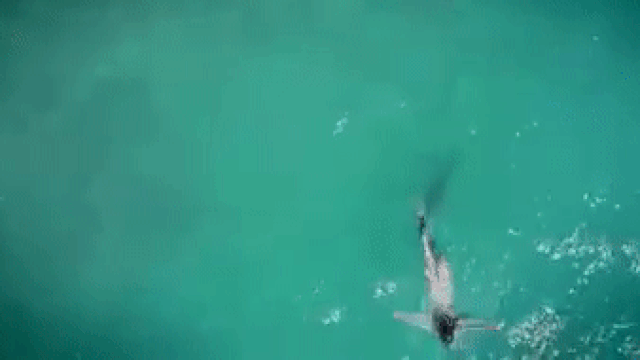 Попытку нападения акулы на ныряльщицу сняли на видео