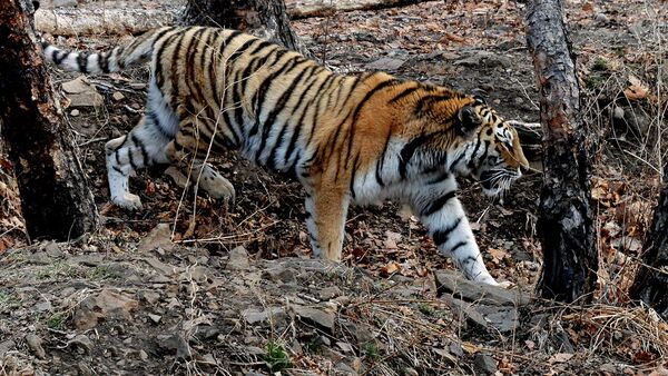 На территории заповедника Бастак были получены новые снимки амурских тигров