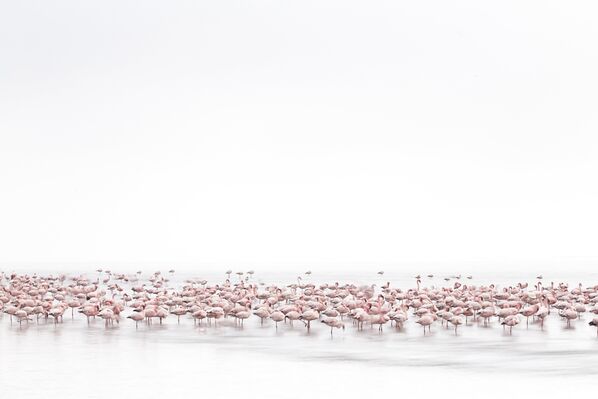 Работа фотографа из Швейцарии Alessandra  Meniconzi Flamingos’ Soul для 2017 Sony World Photography Awards