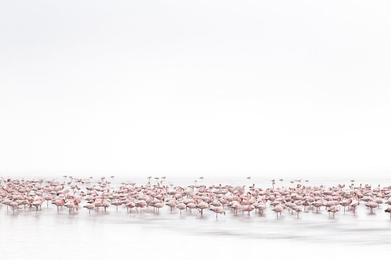 Работа фотографа из Швейцарии Alessandra  Meniconzi Flamingos’ Soul для 2017 Sony World Photography Awards