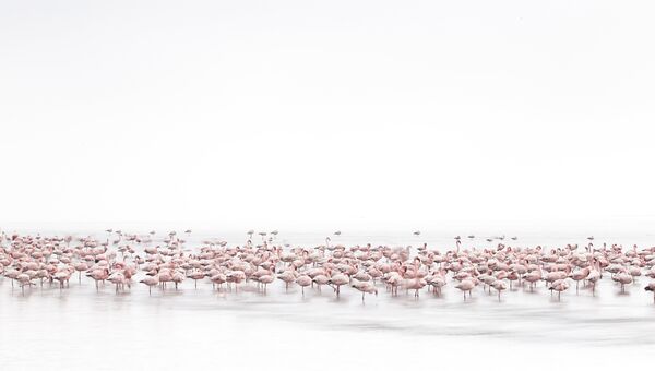 Работа фотографа из Швейцарии Alessandra  Meniconzi Flamingos’ Soul для 2017 Sony World Photography Awards