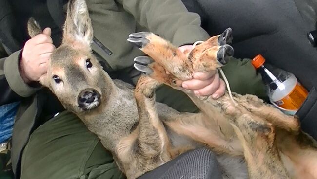 Оперативная группа провела спасательную операцию молодой косули на Байкале