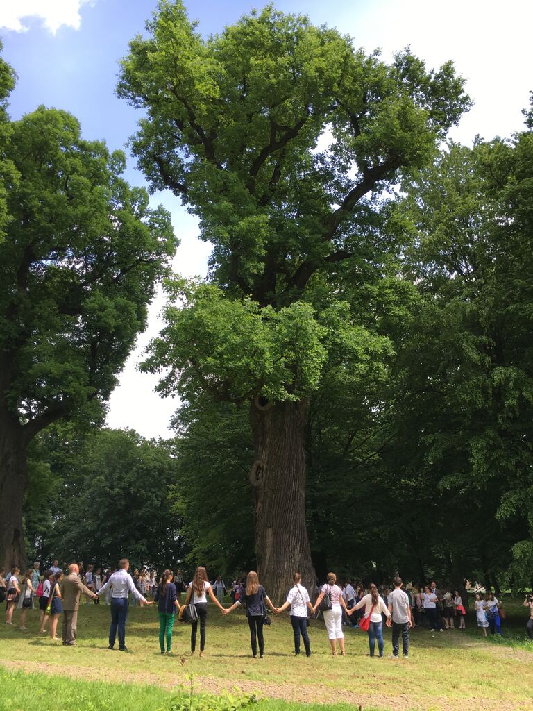 Работа фотографа Rafal Godek Дуб Юзеф для 2017 European Tree of the Year