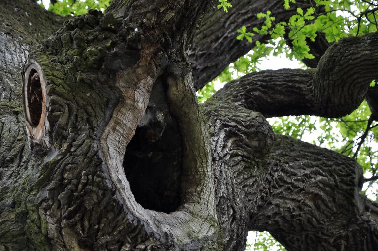 Работа фотографа Rafal Godek Дуб Юзеф для 2017 European Tree of the Year