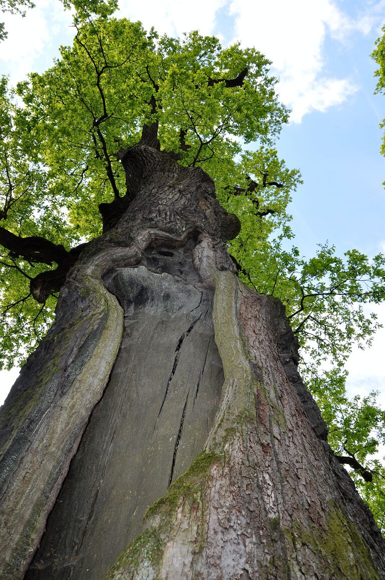 Работа фотографа Rafal Godek Дуб Юзеф для 2017 European Tree of the Year