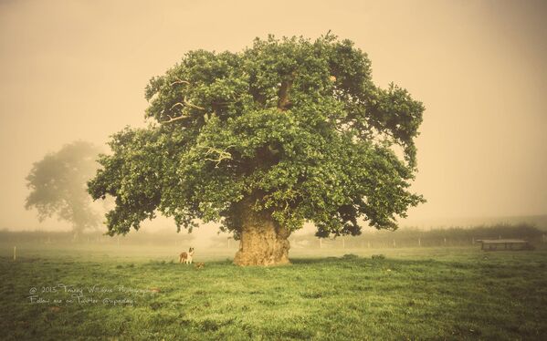 Работа фотографа Tracey Williams Дуб Brimmon для 2017 European Tree of the Year